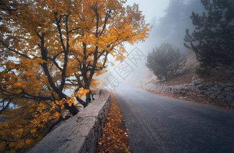 神秘的秋雾森林与道路雾中飘落薄雾树林五颜六色的景观,树木,山路,橙色叶子,还雾旅行秋天的背景魔背景图片