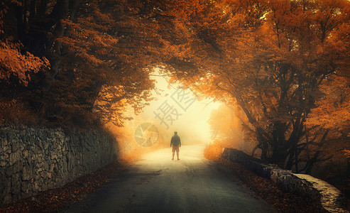 神秘的秋林,雾中乡村道路上个人的轮廓景观与旅行者,树木,沥青路,橙色树叶秋天旅行自然背景神奇的雾森林背景图片