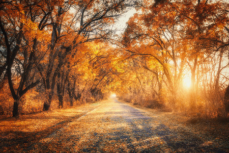 日落时带乡村道路的秋天森林五颜六色的景观与树木,乡村道路,橙色红叶,阳光秋天旅行秋天的背景晚上充满活力的树背景图片
