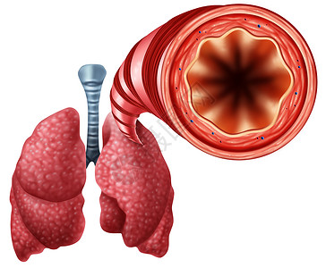 健康支气管与人的肺解剖个医学符号开放空气呼吸通道与三维插图元素图片