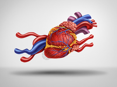快速心脏快速心跳脉搏种心脏病学医学,种人体循环器官,被塑造为种奔跑的动物,种心脏疲劳的想法与三维插图背景图片