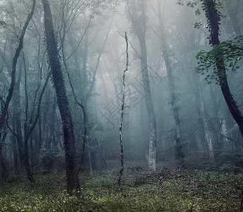 雾中神秘的春天森林早上克里米亚灌木高清图片素材