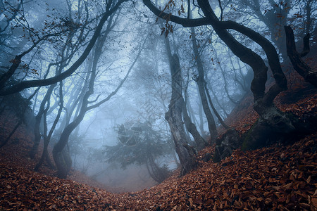 神秘的深秋森林蓝雾中,橙色的叶子树木树枝秋天的早晨克里米亚山上神秘的深秋森林蓝雾与橙色的叶子,TR比利茨基高清图片素材