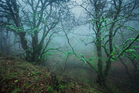 神秘的深秋森林蓝雾中,树叶,绿色的植物,树木树枝秋天的早晨克里米亚山上神秘的深秋森林蓝雾中带着叶子,绿色的天气高清图片素材