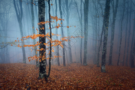 神秘的深秋森林蓝雾中,橙色的叶子树木树枝秋天的早晨克里米亚山上神秘的深秋森林蓝雾与橙色的叶子,TR伍兹高清图片素材