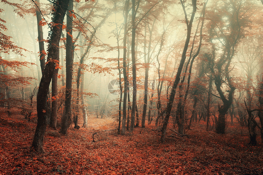 神秘的秋天森林雾中,红色橙色的叶子克里米亚的早晨,着神奇的气氛童话故事神秘的秋天森林,雾中红色橙色的叶子图片