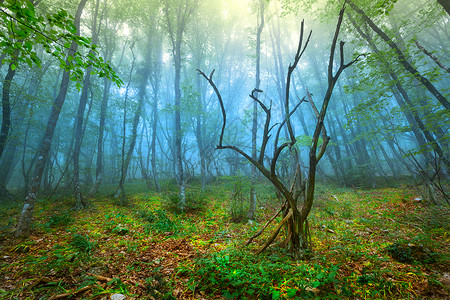 雾中神秘的春天森林早上克里米亚神秘的春林带着蓝雾丰富多彩的高清图片素材