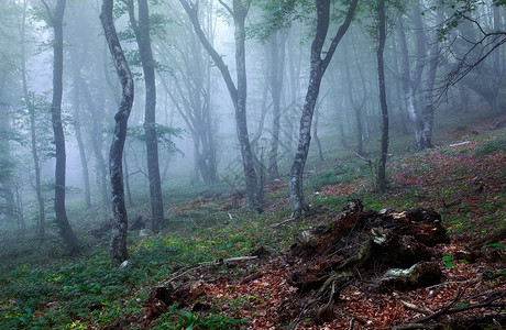 神秘的春天森林雾中,树木青草早上克里米亚神秘的春天森林雾中,树木青草幽灵般的高清图片素材