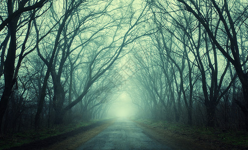 神秘的深秋森林绿雾中,道路树木树枝早上克里米亚朦胧高清图片素材