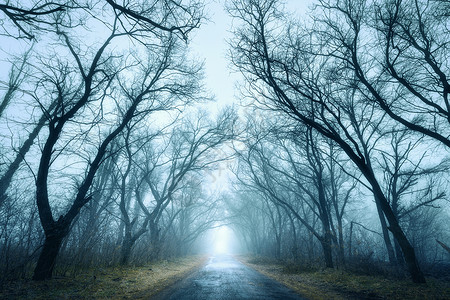 神秘的深秋森林绿雾中,道路树木树枝早上克里米亚伍兹高清图片素材