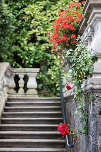 意大利科莫湖上卡洛塔别墅的花图片