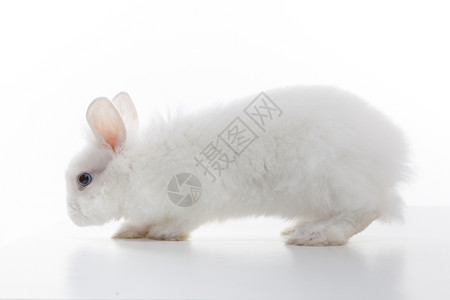 白兔白色背景上分离背景图片