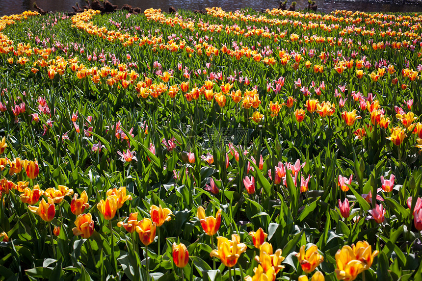 荷兰库肯霍夫公园的花卉,也被称为欧洲的花园,世界上最大的花园图片
