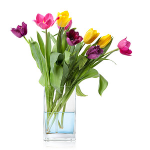 璃花瓶中分离出来的郁金香花白色上图片
