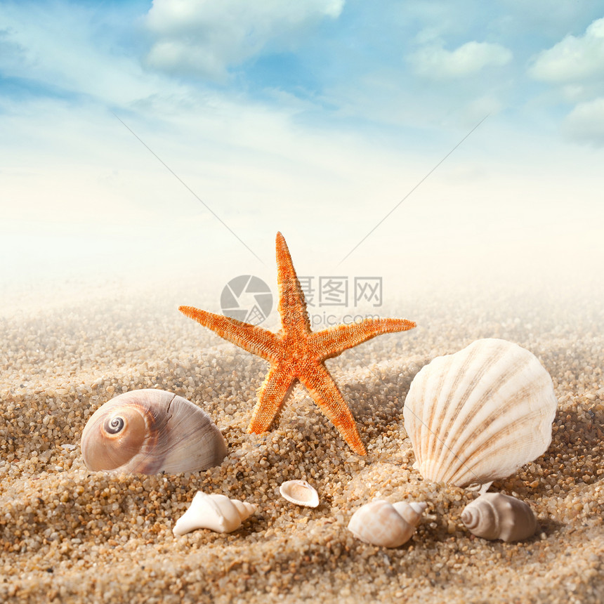 沙滩上的海壳抗蓝天图片
