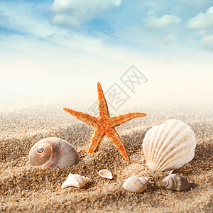 海洋海星图案沙滩上的海壳抗蓝天背景
