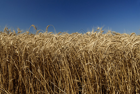 金色小麦蓝天的田野图片