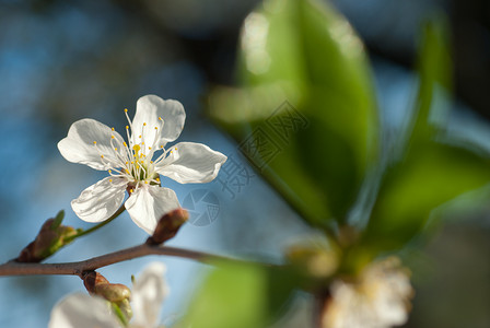 苹果树迎着蓝天的春天开花图片