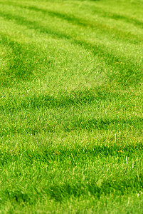 绿色的草地背景条纹图片