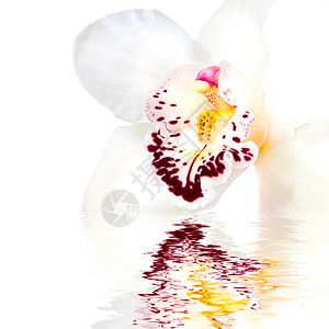 白色兰花,反射白色上图片