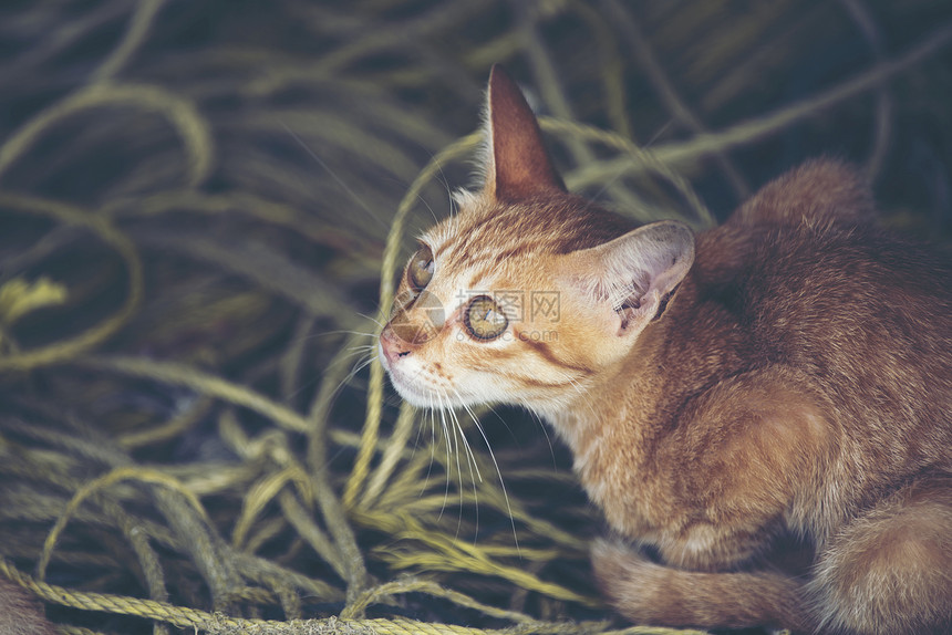 棕色猫,老式过滤器图像图片