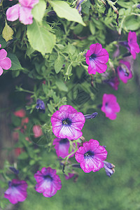 热带五颜六色的花卉植物图片