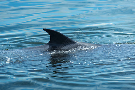 粉红色鲸鱼大白鲸游水,把水空气中呼气许多布莱德鲸鱼住泰国海湾泰国背景
