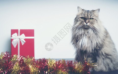 诞礼物与波斯猫,老式过滤器形象背景图片