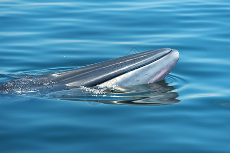 粉红色鲸鱼大白鲸游水,把水空气中呼气许多布莱德鲸鱼住泰国海湾背景