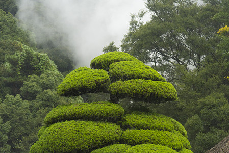 花园里的热带植物花图片