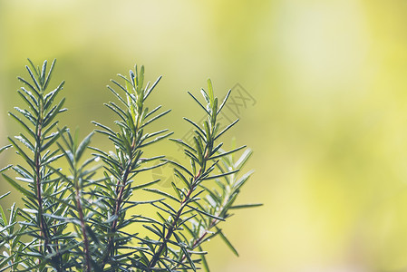 植物迷迭香迷迭香锅里背景