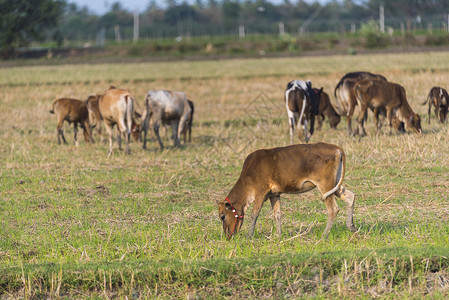 绿色牧场放牧的牛群图片