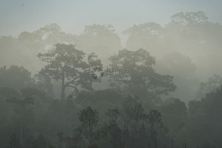 泰国茂密的热带雨林中的晨雾图片