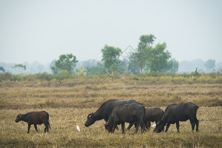 泰国田野的水牛图片