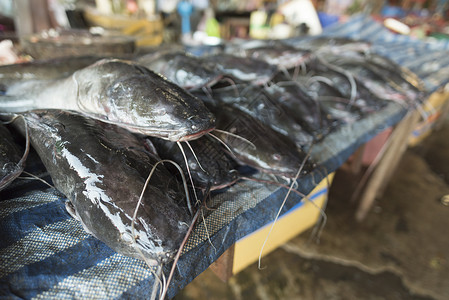 淡水鱼老挝当地市场背景图片