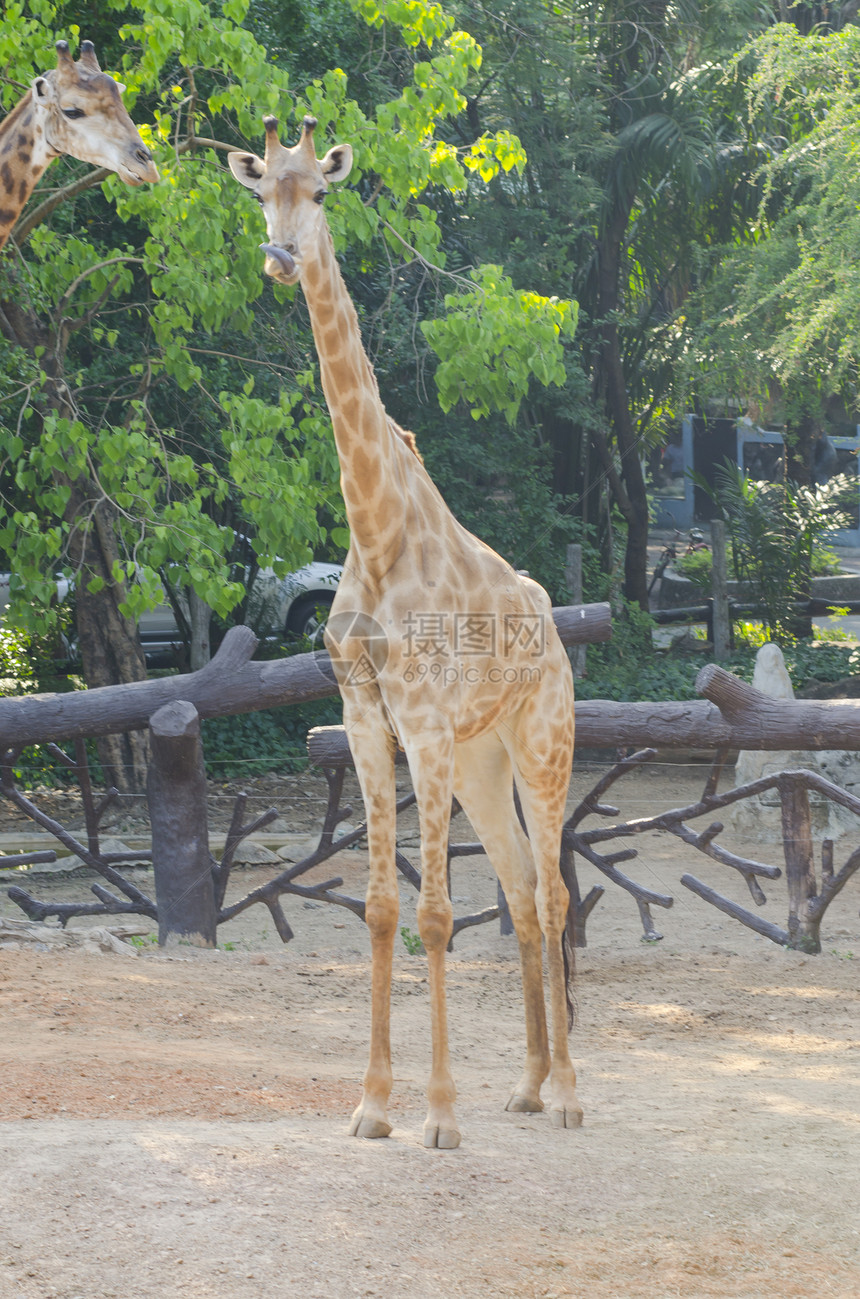 泰国动物园里的长颈鹿图片