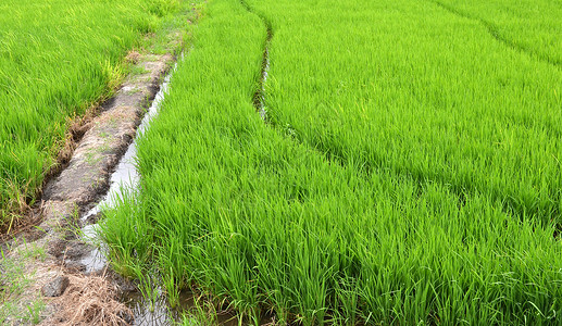 田间水稻背景中的绿色水稻图片