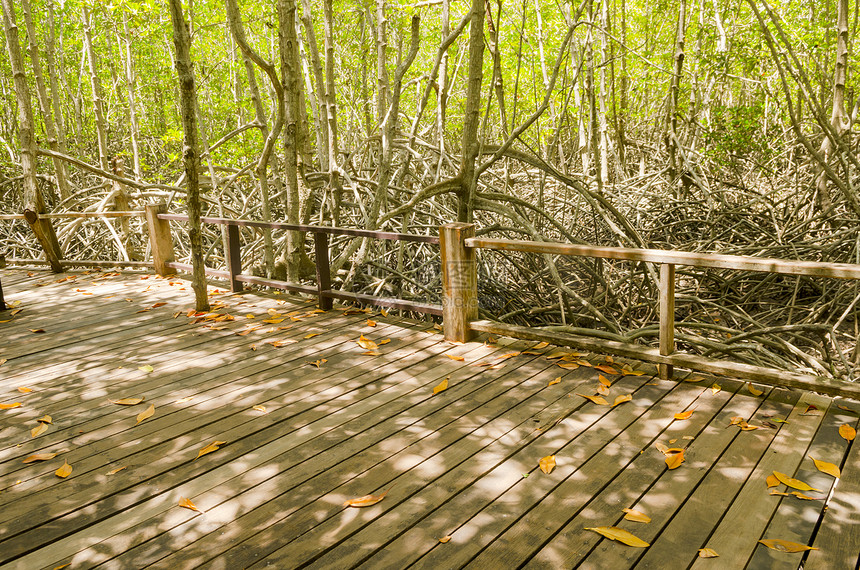 木材路径红树林,泰国图片
