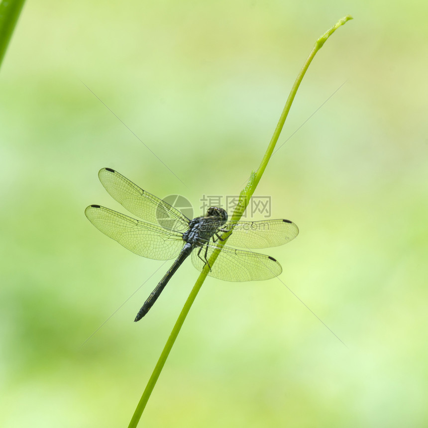 蜻蜓绿色的田野,大自然中图片