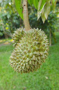 新鲜榴莲其树上的果园,泰国图片