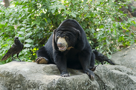 泰国动物园开放的黑熊背景图片