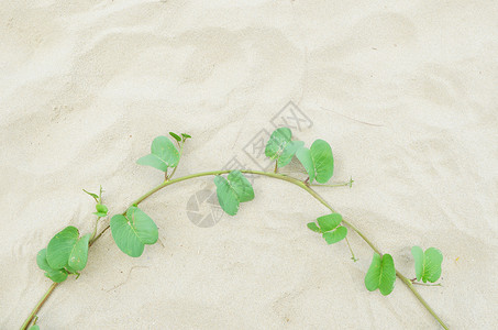 沙子上的植物叶子图片