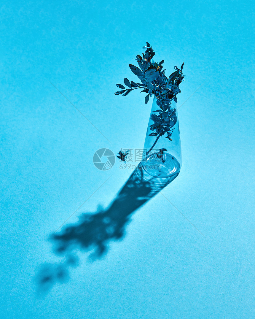 璃花瓶,蓝色的纸背景上画叶枝,很长的阴影,放文字下蓝色叶子的树枝璃上,蓝色的纸背景上阴影图片