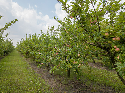新鲜的生态友好水果苹果园多云的天空背景下收获之前,塞尔斯克花园天空背景上种植机水果的苹果园背景图片
