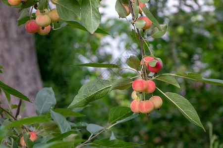 夏枯草花园里根绿色的树枝上的红色成熟的天堂苹果收获时间农场花园里绿色树枝上装饰着的天堂苹果机成熟产品背景