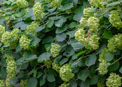 苍白口哨灌木农村夏季花园中带淡绿色花蕾的装饰植物绣球花自然背景夏天花园里丛淡绿色的花丛背景