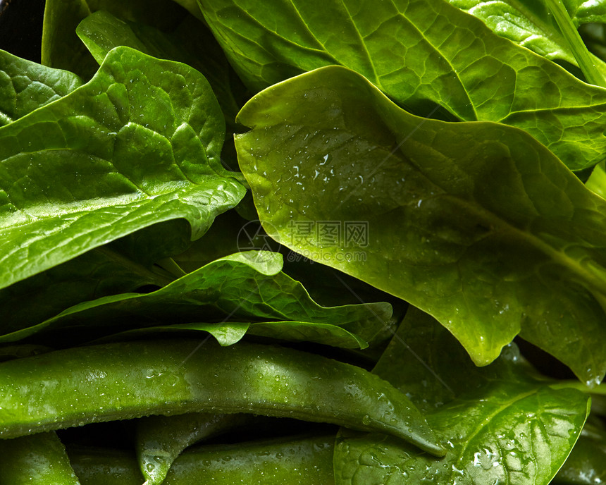 特写机新鲜绿色蔬菜背景用来素食沙拉的绿色菠菜豌豆清洁排食品天然绿叶菠菜豆荚与水滴特写图片