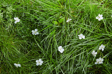自然图案,草地上白色的小花,平躺着背景与白色的花草地上图片