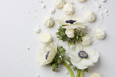 白色花,白色背景上白色的小花可以奉献给你的情感,想法部分白色背景上的白花背景图片