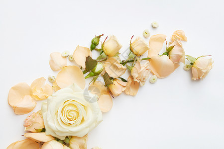 美丽的玫瑰,嫩色代表白色背景精美的装饰可用于情人节的婚车明信片白色背景的玫瑰背景图片